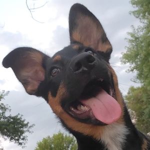 Meet your Posher, Lily